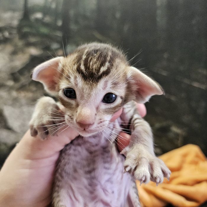 Kot orientalny - kocur