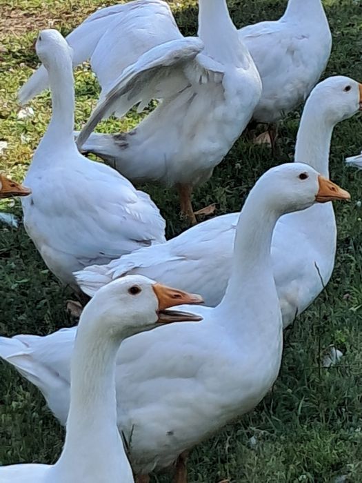 Gęsi kołudzkie białe