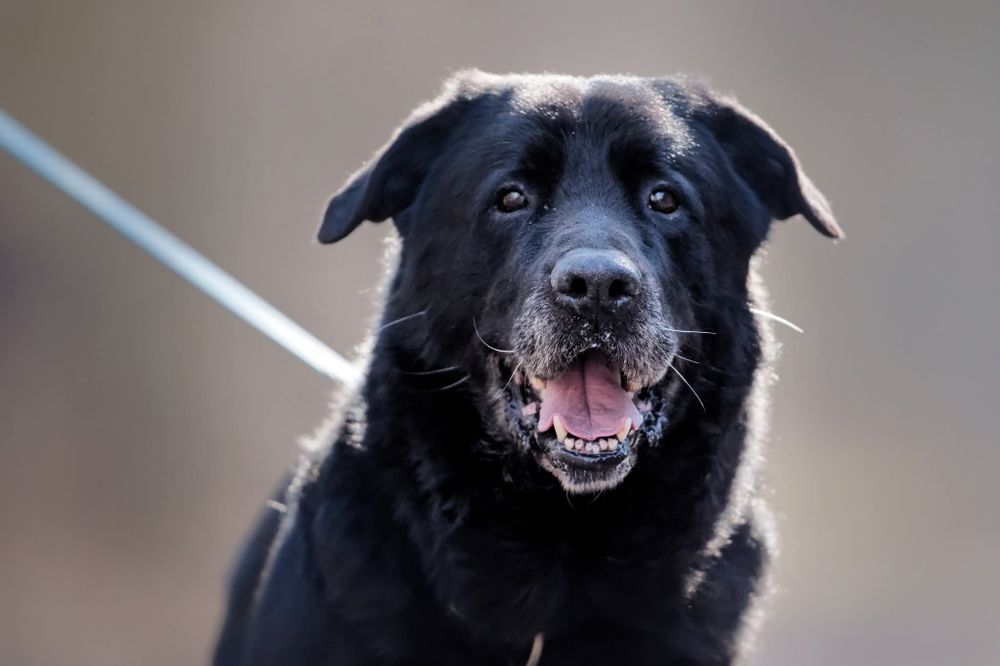 Duzy pies szuka domu, pilna adopcja
