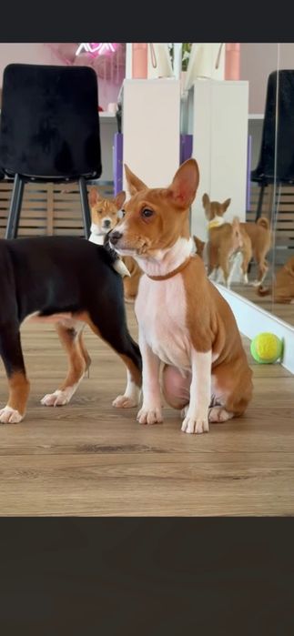 Piesek  rasy Basenji