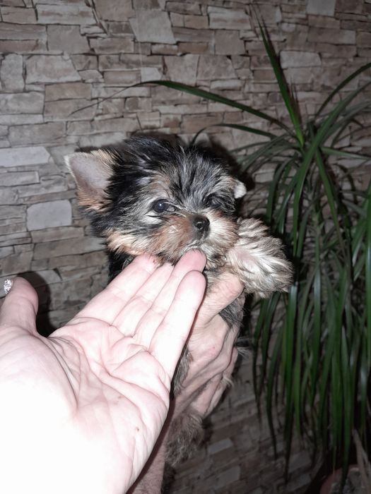 Йоркшерский терьер щенки, мальчишки