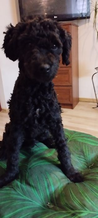 Czarny pudelek toy