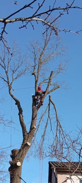 Зріз дерев. Спил деревьев. Обрізка дерев.Обрезка. Срезать ветку.