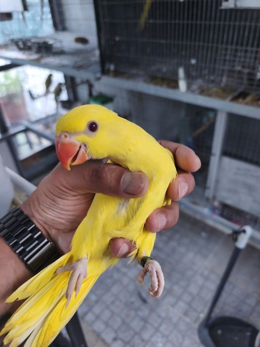 1 Ring neck Lutino Macho