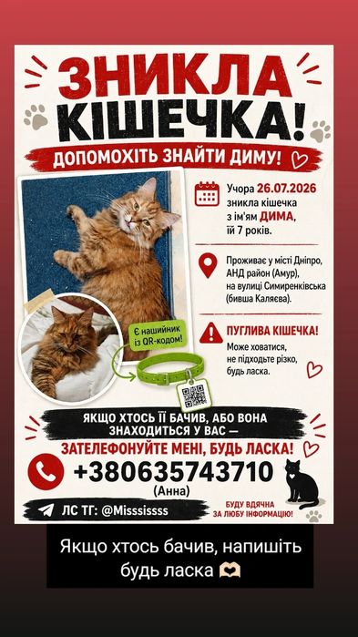 Зникла кішка  Дима!!