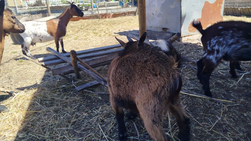 Cabrito anão castanho escuro