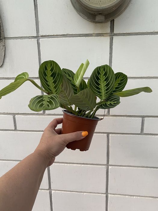 Маранта Лемон Лайм