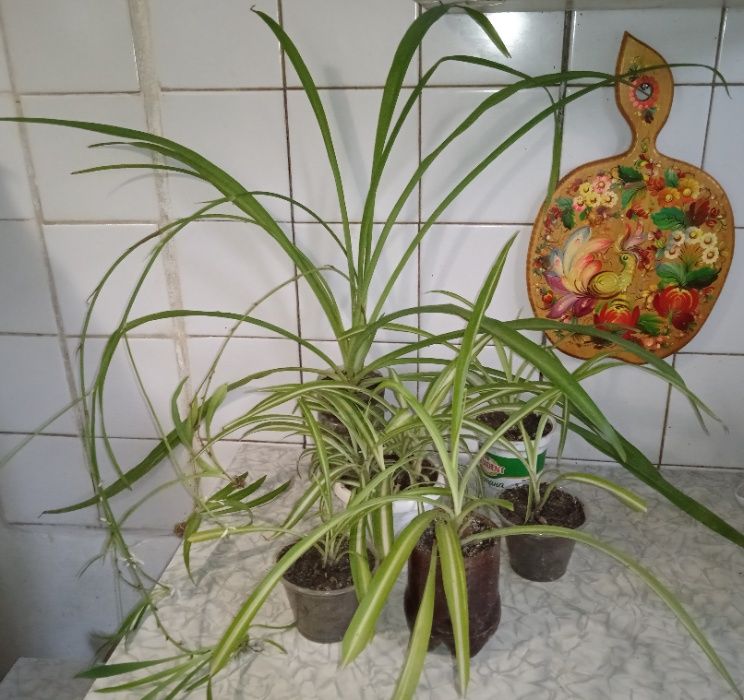 Хлорофитум хохлатый двухцветный зеленый