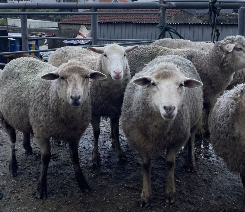 5 ovelhas prenhas ( cx de inra , cx merino e suffolk ) e 1 macho cx