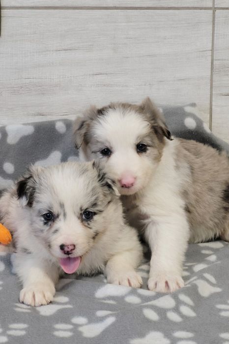 Border Collie Suczka Śliczna Wyjątkowa