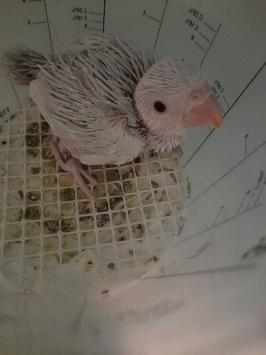 Ring necks bebés para acabar de criar a mão