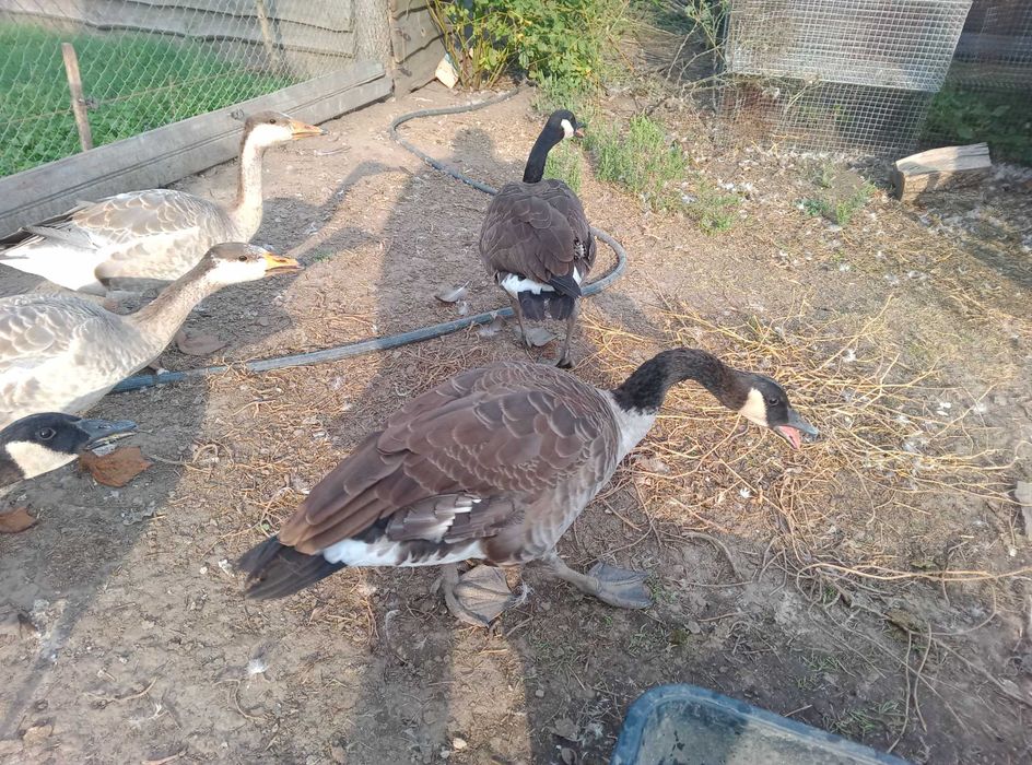 Гуси    2024 року