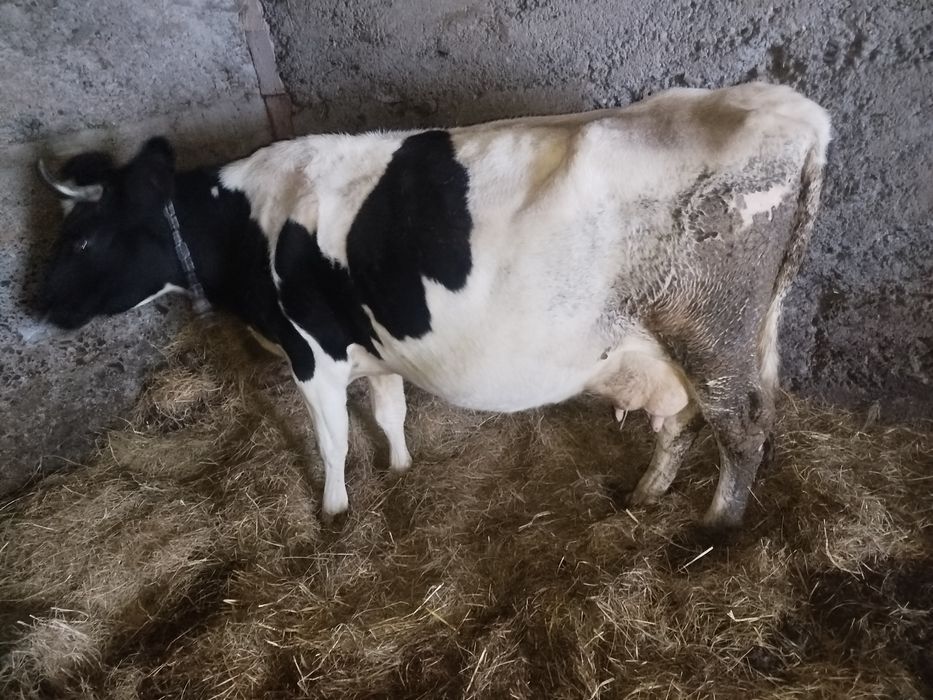 Продам хорошу молоду тільну корову а також телицю.