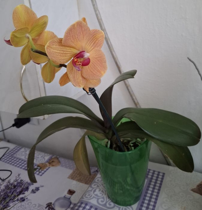 Орхідея фаленопсис Asian Sun