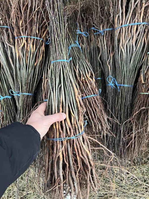 Продам дичку груші,антипка,алича,айва сідо,