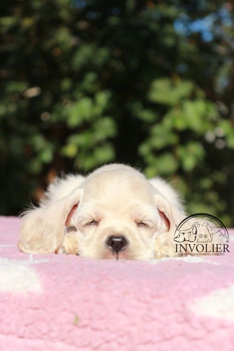 Американський Кокер Спаніель