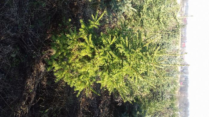 Choinki Bożonarodzeniowe