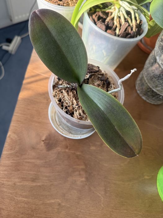 Продам орхідею Wedding dress