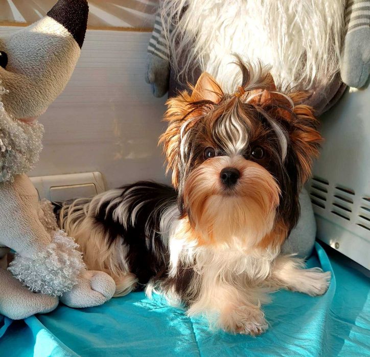 Шикарные щенки Биверйорк с документами