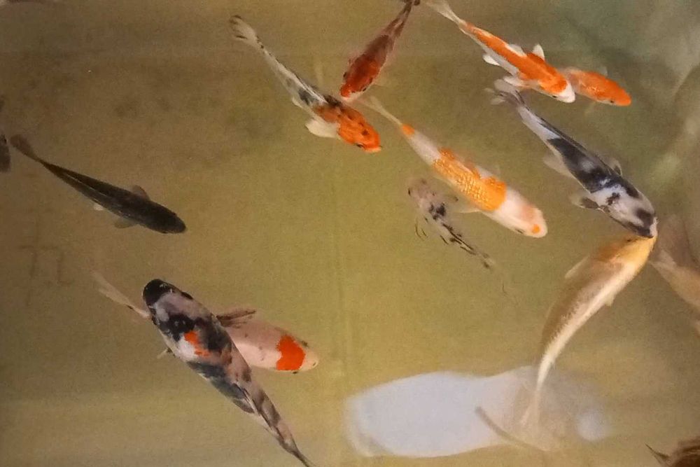 Karp koi oczko wodne staw