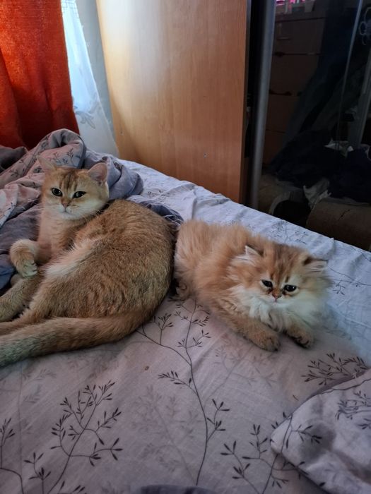шотланський котик