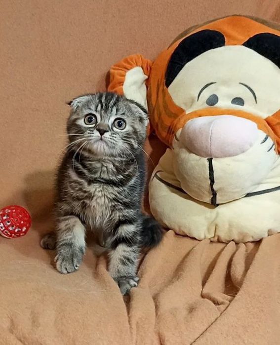 Котенок : Потешная игрунка .