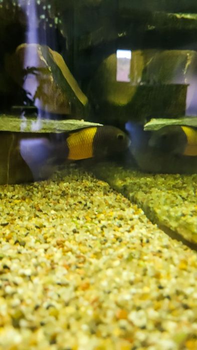 Pyszczak Tropheus Bemba  Dubois