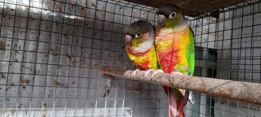 Kakarikis para cedência