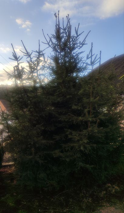 Жива ялинка під зріз