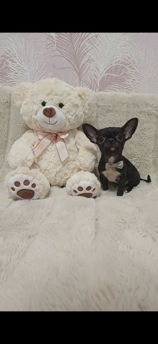 Мікро дівчинка чихуахуа