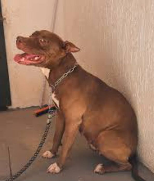 Pit bull red nose