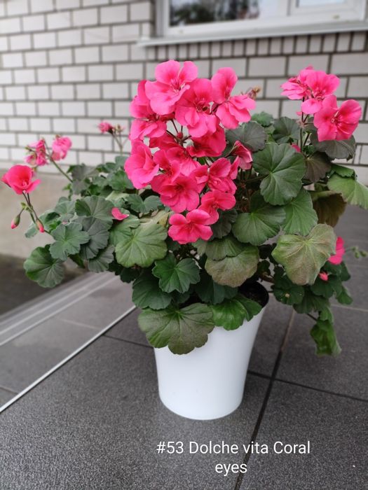 Пеларгонія Dolche vita Coral eyes
