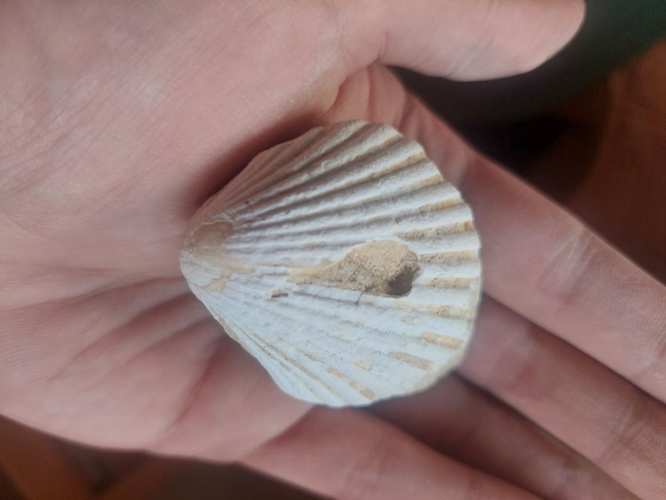 Fóssil bivalve Miocénico
