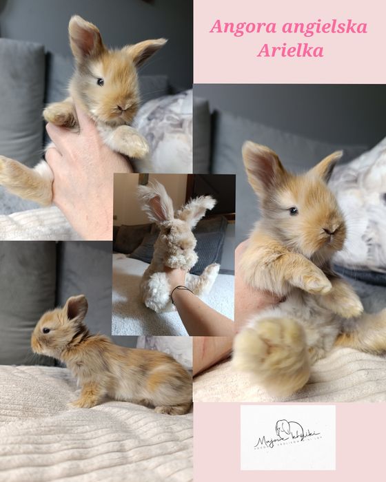 Angorki angielskie angora królik hodowla york yorczek
