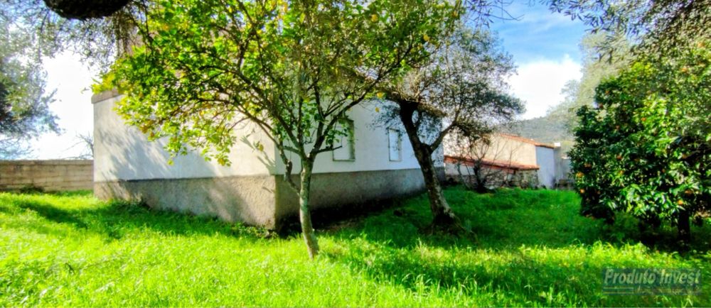 Oliveiras centenárias