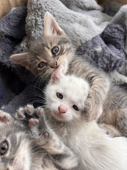 Кошенята шукають родину