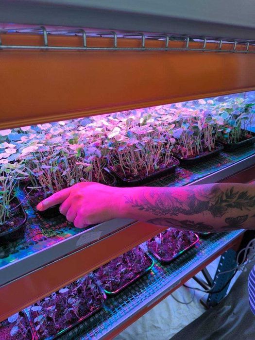 Gotowa farma microgreens "pod klucz" – przejmij kompletną farmę od zaraz.