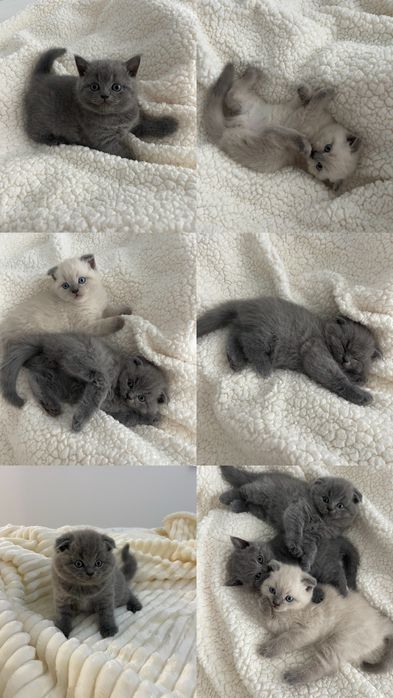 Продам чистокровні Шотландські скотіш фолд котята