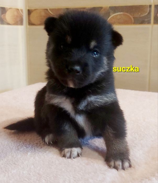 Shiba inu suczka black and tan