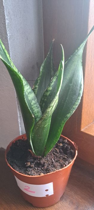 Sansevieria gwinejska , Whitney