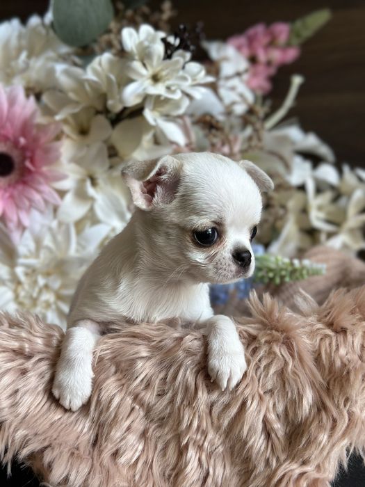CHIHUAHUA dziewczynka mini xxs