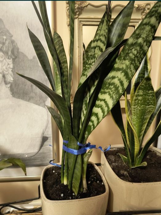 Sansevieria trifasciata Zeylanica