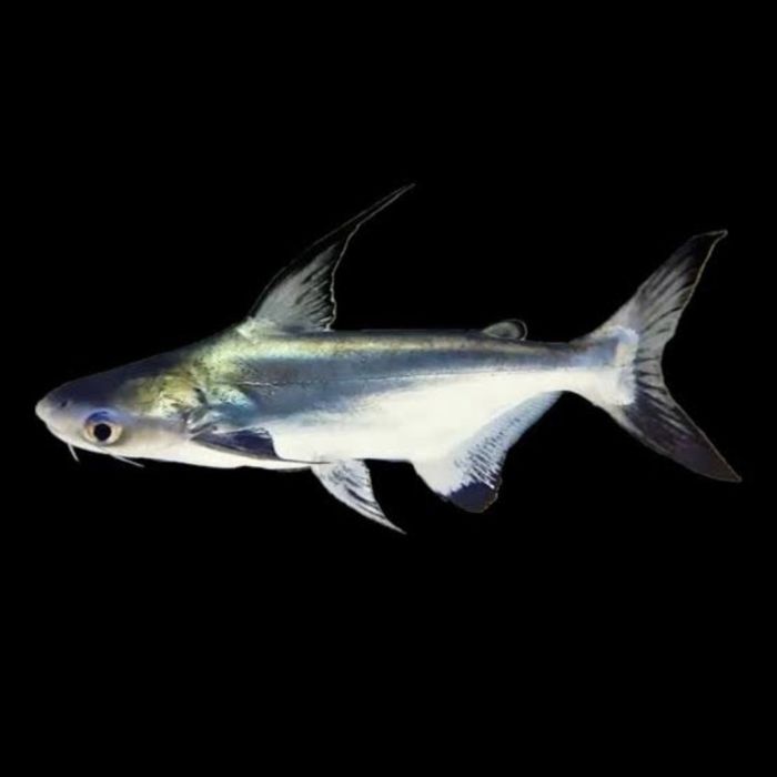 Pangasius Hi-fin (Pangasius Sanitwongsei)