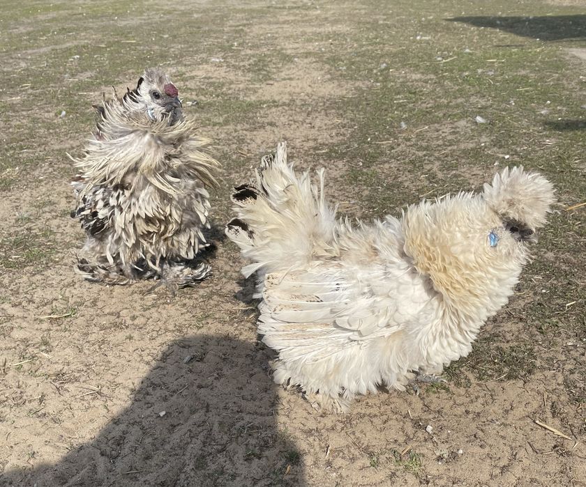 Jaja lęgowe silka satynowa lokowana