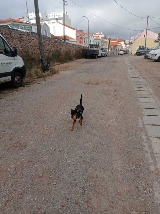 Cadelinha Bonita e jovem cruzada de Podengo