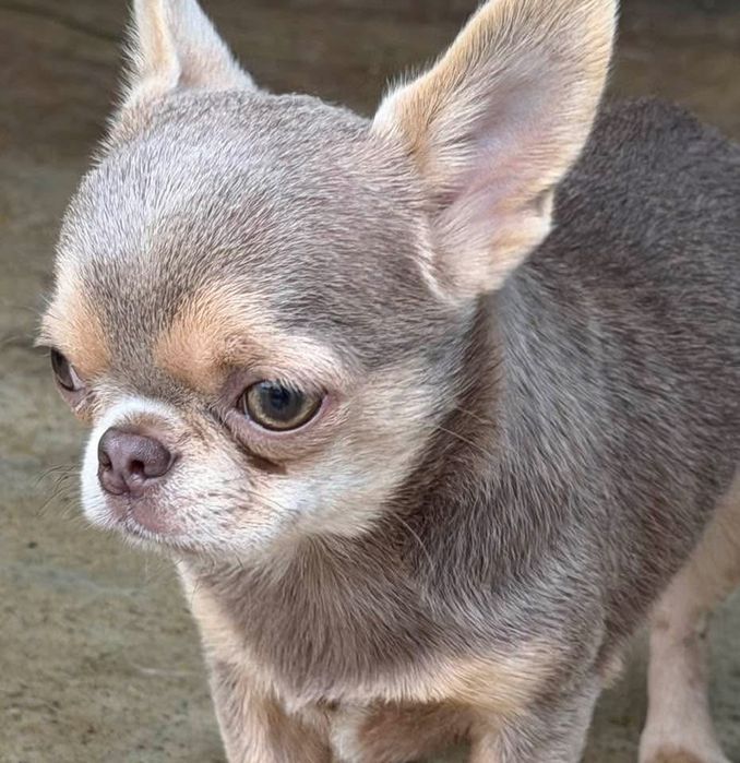 Chihuahua macho mini