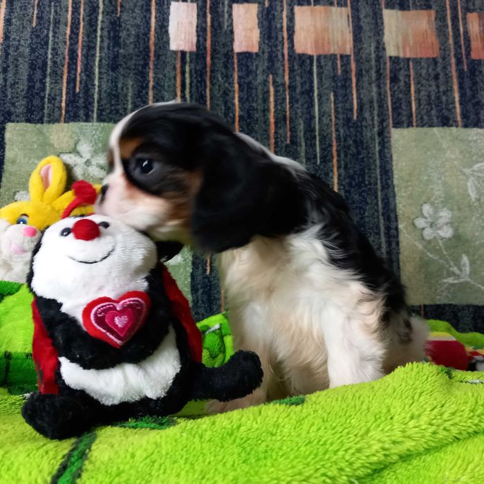 Кавалер кінг чарльз спаніель