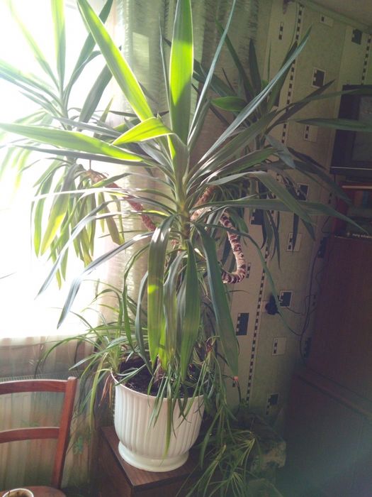 Пальма дерево вазон