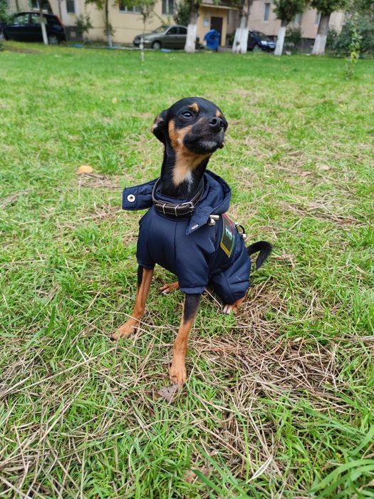 Вязка той терьер