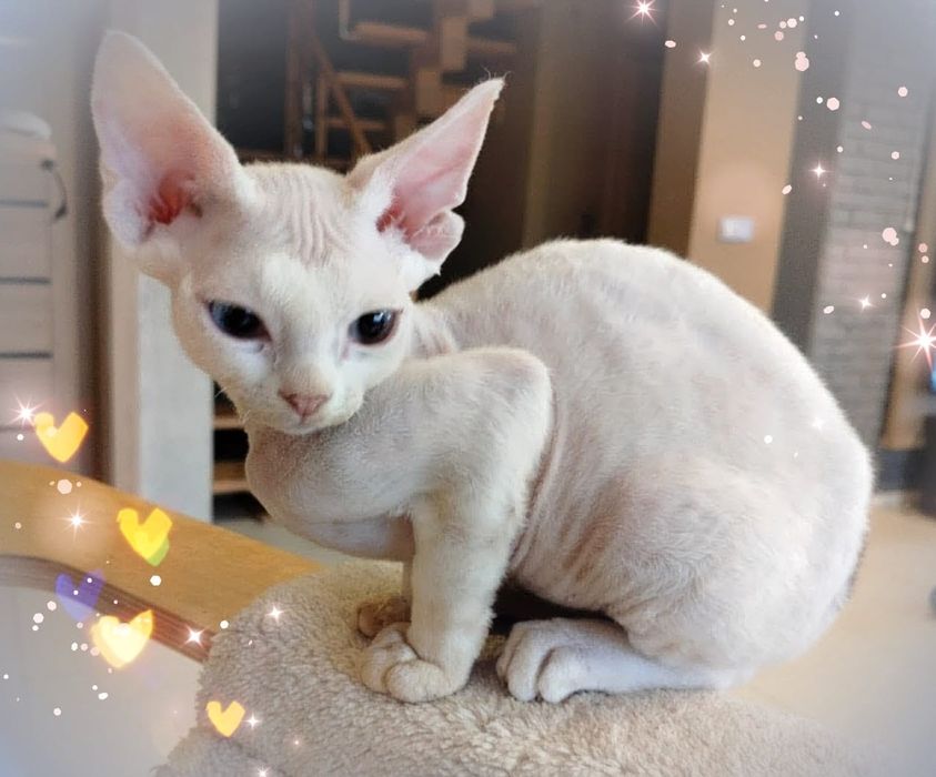 Ufo - rezerwacja - arlekin Devon Rex po Championie